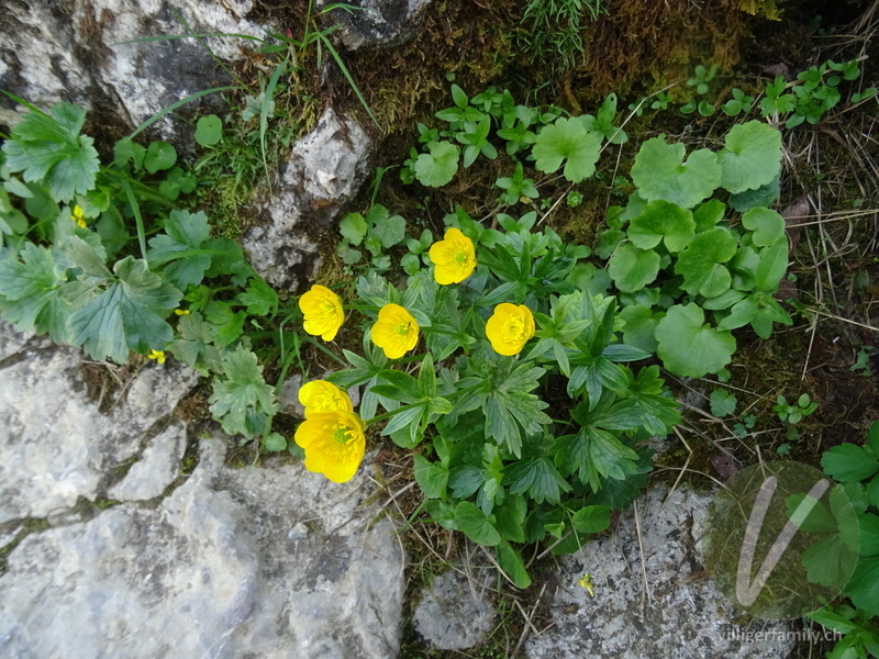 Gewöhnlicher Berg-Hahnenfuss: Übersicht